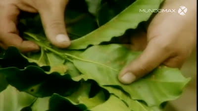 cafeconaromacolom115